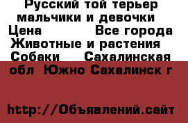 Русский той-терьер мальчики и девочки › Цена ­ 8 000 - Все города Животные и растения » Собаки   . Сахалинская обл.,Южно-Сахалинск г.